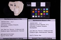 Foto (Objekt + Etiketten) von Culmenformosa sp. (NHMW-GEO-1990-0041-0493)